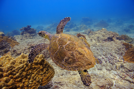 Snorkeling at Caño Island Photo